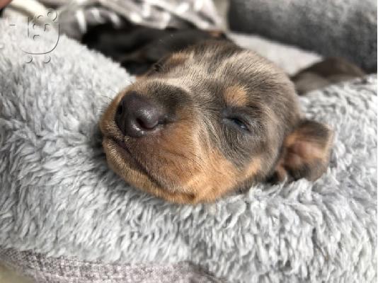 AKC Dachshunds